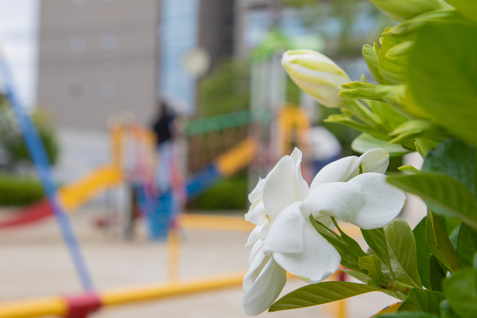 市役所付近に咲くクチナシの花