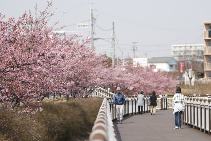 二ツ池公園の河津桜