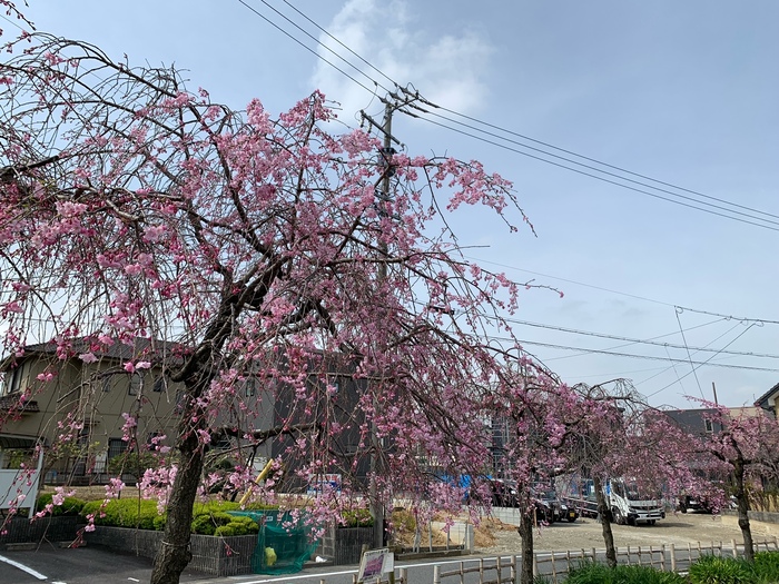 北山公民館のさくら