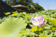 星名池のハスの花