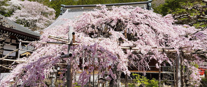 木曽町の桜