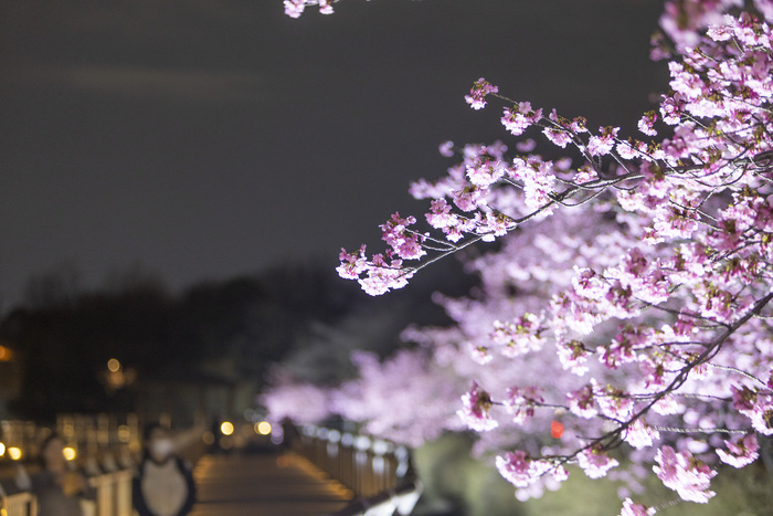 桜のライトアップの写真