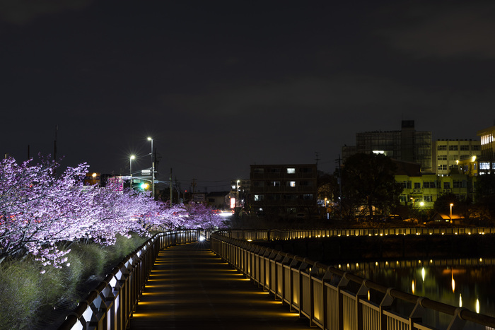 桜の写真