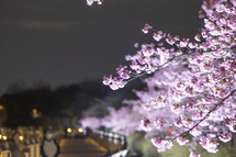 二ツ池公園の河津桜