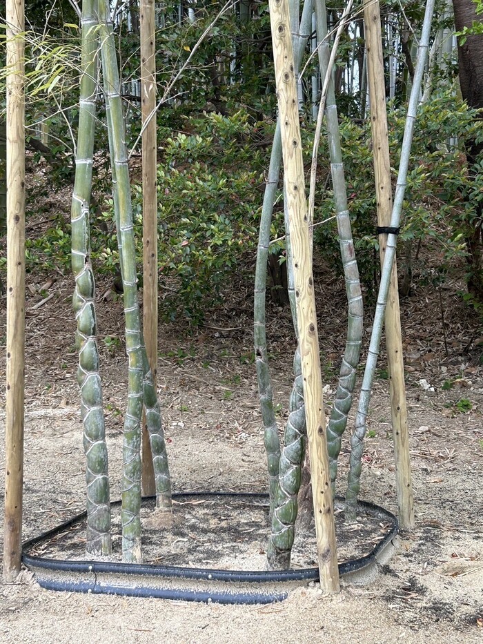キッコウチク