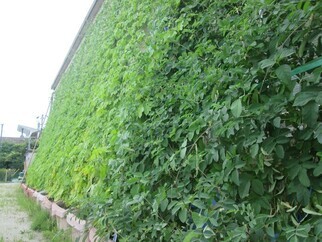 写真（1）