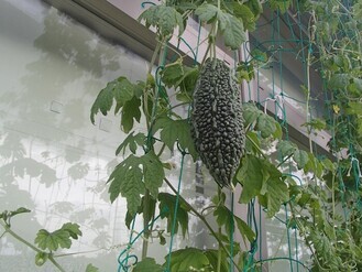 写真1