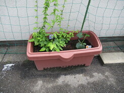 緑のカーテン2