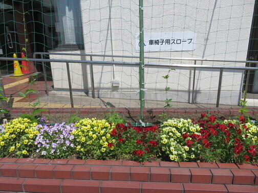 緑のカーテン