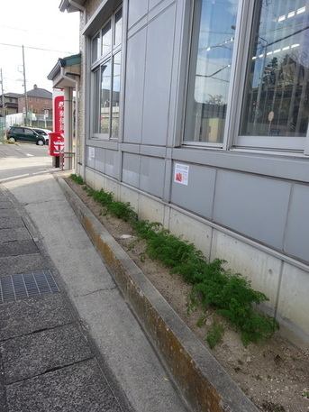木之山五寸にんじん