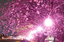 今がチャンス！桜が開花
