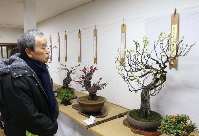 第35回大府盆梅展の様子