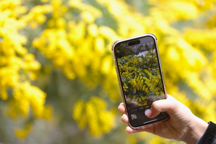 大府みどり公園のミモザの写真