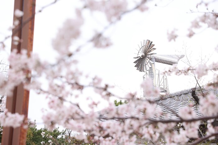 桃山公園のサクラ