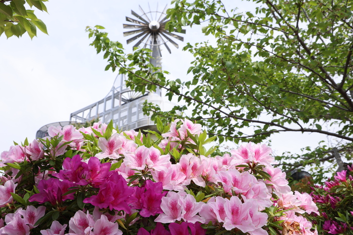 桃山公園のつつじ