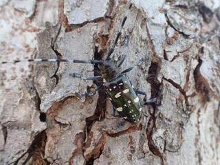 ゴマダカラカミキリの成虫