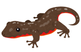 アカハライモリのイラストです。