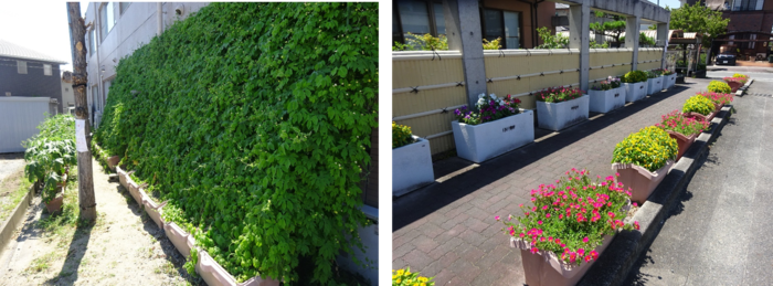 ゴーヤと花壇の写真